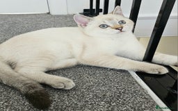 Scottish Fold cats for sale: 😻SF pedigree TICA 😸 READY TO LEAVE😸 - Image 2