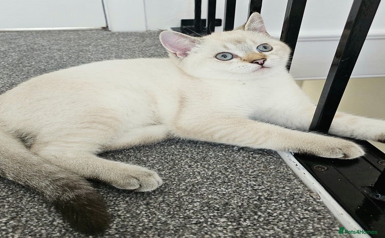 Scottish Fold cats - Advert 2