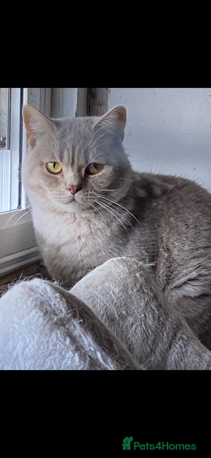 British Shorthair cats For Stud - Advert 12