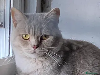 British Shorthair cats For Stud - Advert 12