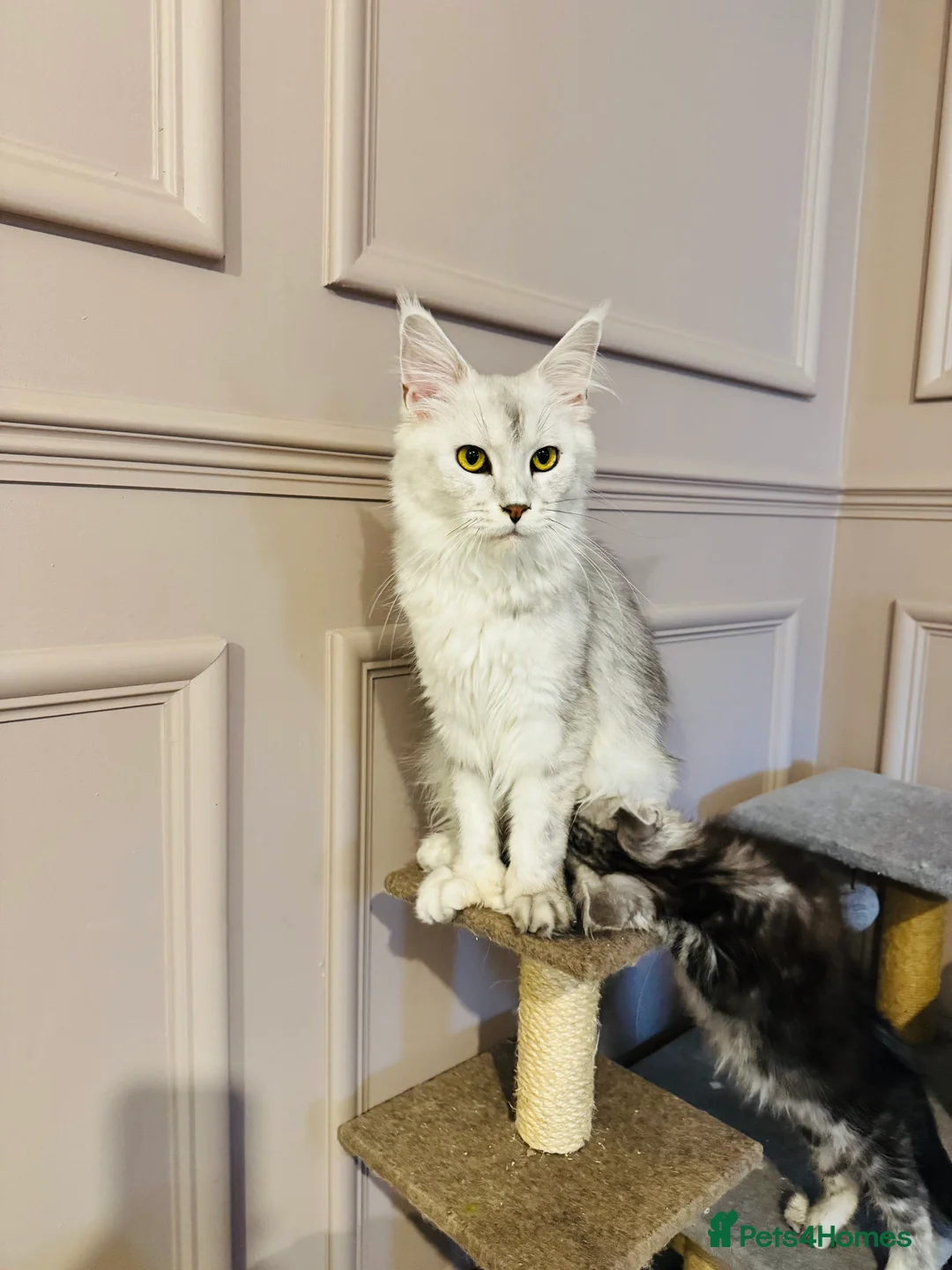 Maine Coon cats for sale: Maine coon polydactyls kittens DNA clear TICA reg - Advert 15