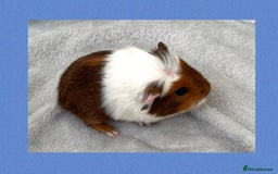 Guinea Pig rodents for sale: Baby guinea pigs  - Image 9
