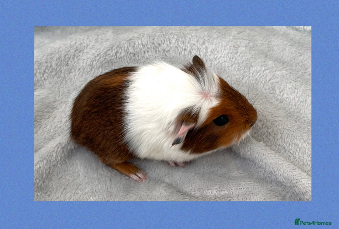 Guinea Pig rodents for sale: Baby guinea pigs  - Image 9