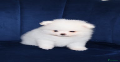 Pomeranian dogs - Advert 14