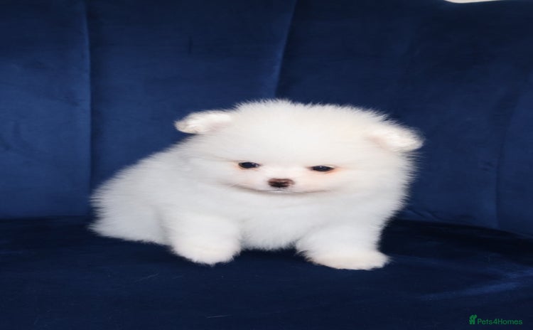 Pomeranian dogs - Advert 9