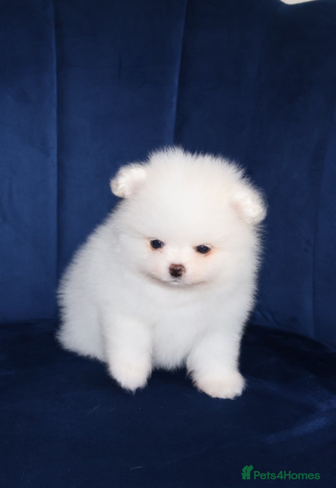 Pomeranian dogs for sale: READY NOW-REDUCED!! TRUE TEDDY BEAR POMERANIAN - Image 3