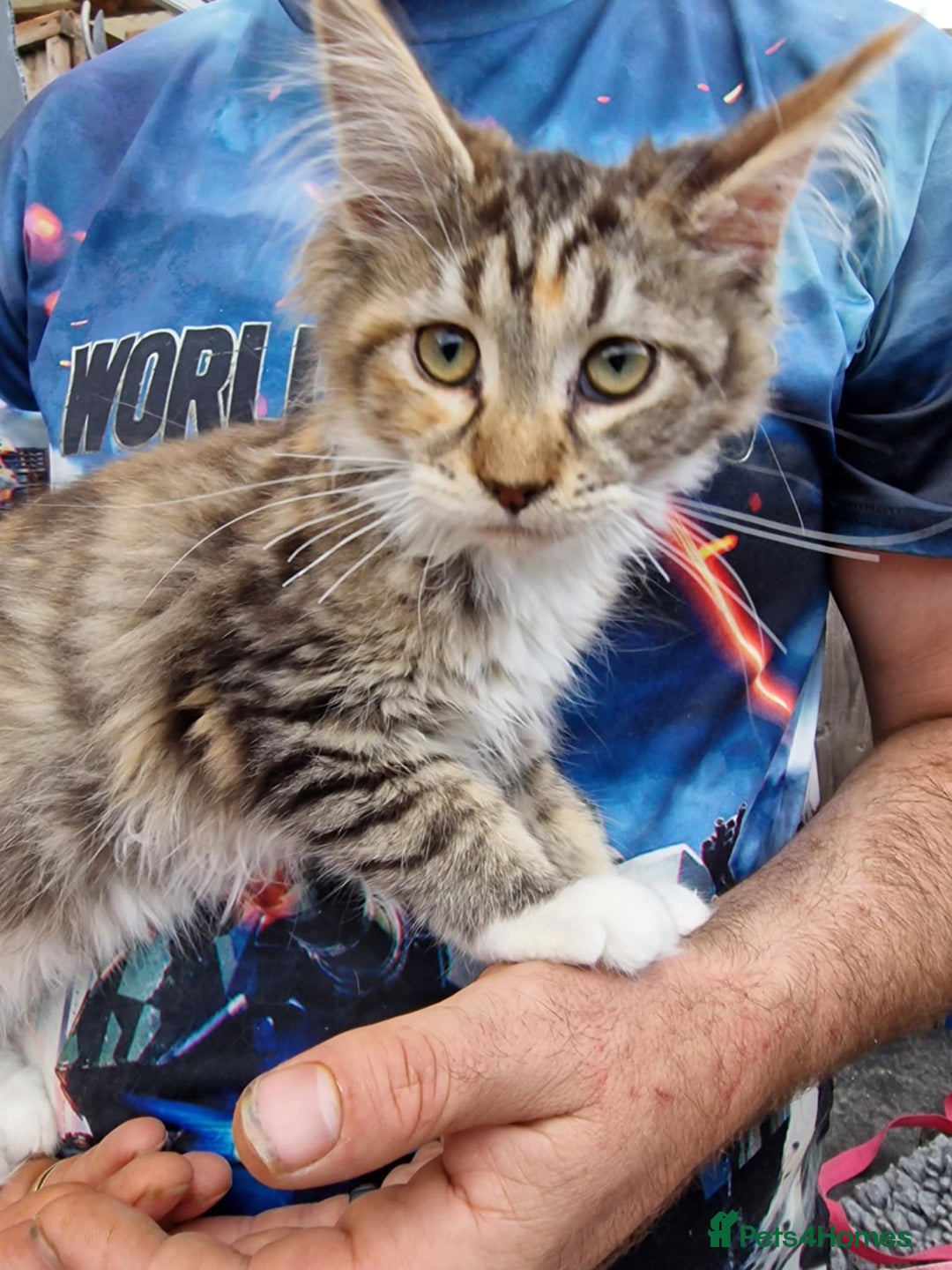 Maine Coon cats for sale: TICA Registered Maine Coon Kittens. Ready NOW in Doncaster - Image 12