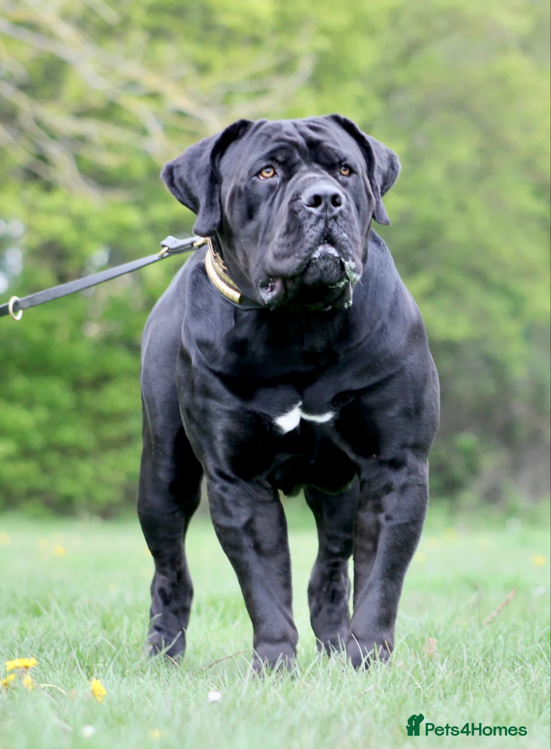 Gallery Image {{count}}