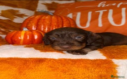 Dachshund dogs for sale: 🩷💙Stunning KC Wire haired Dachshunds🩷💙 - Image 27