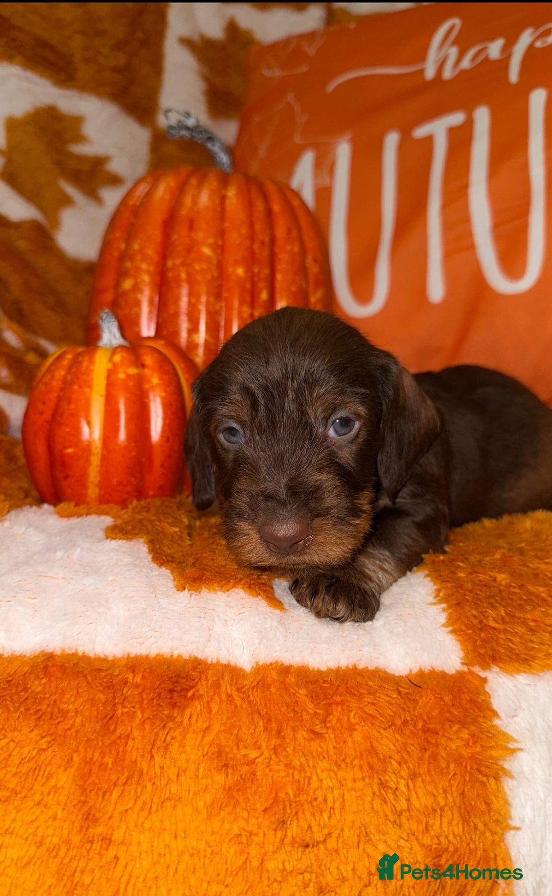 Dachshund dogs for sale: 🩷💙Stunning KC Wire haired Dachshunds🩷💙 - Image 27