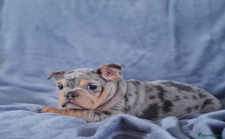 Mixed Breed dogs ONLY 2 REMAINING!! French/English Bulldog Babies - Advert 9