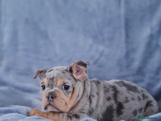 Mixed Breed dogs ONLY 2 REMAINING!! French/English Bulldog Babies - Advert 13