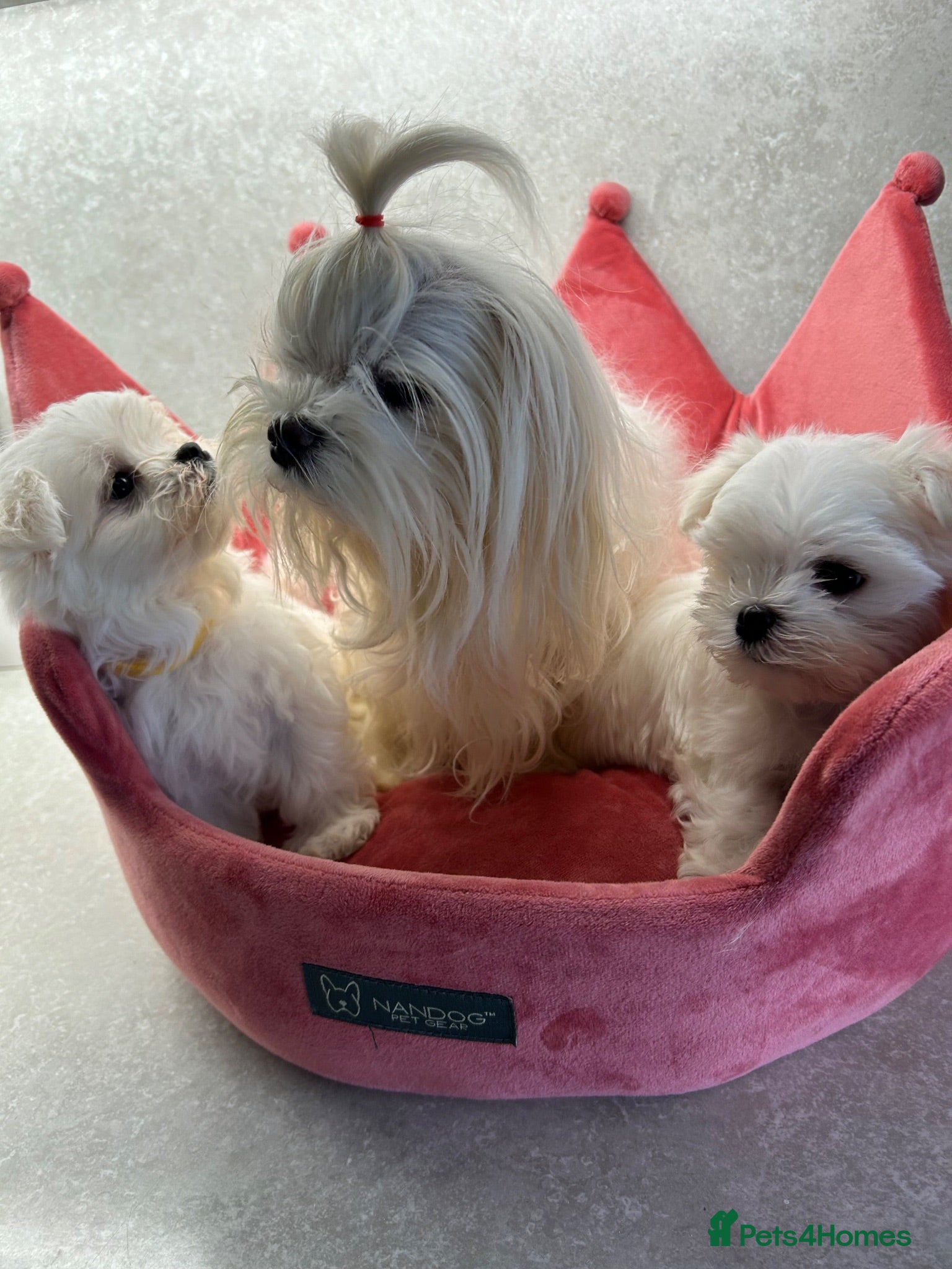 Maltese dogs KC Reg Korean Maltese Puppies - Advert 1