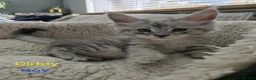 Maine Coon cats for sale: 12 Maine Coon kittens  - Advert 15