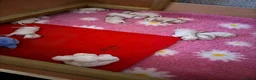 Dalmatian dogs for sale: Eagerly Awaited Litter Now Here 💫 - Advert 24