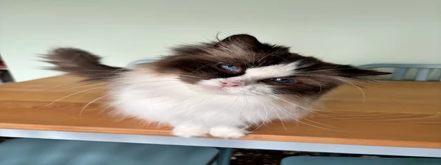 Lulu