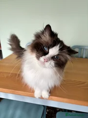 Lulu