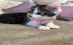 Maine Coon cats for sale: Girl kitten  - Image 2
