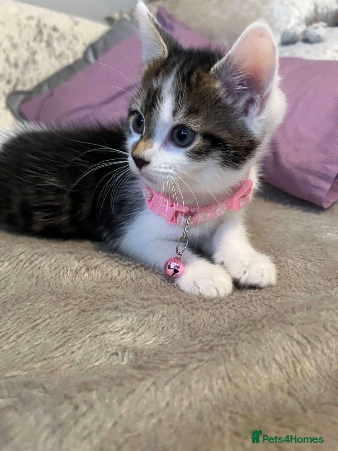 Maine Coon cats for sale: Girl kitten  - Image 2