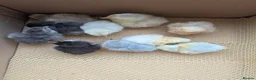 Chickens poultry for sale: Pekin bantam day olds - lots of colours  - Advert 8