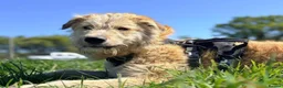 Mixed Breed dogs for adoption: Meet Toby, currently residing in Fife in Cupar - Advert 6