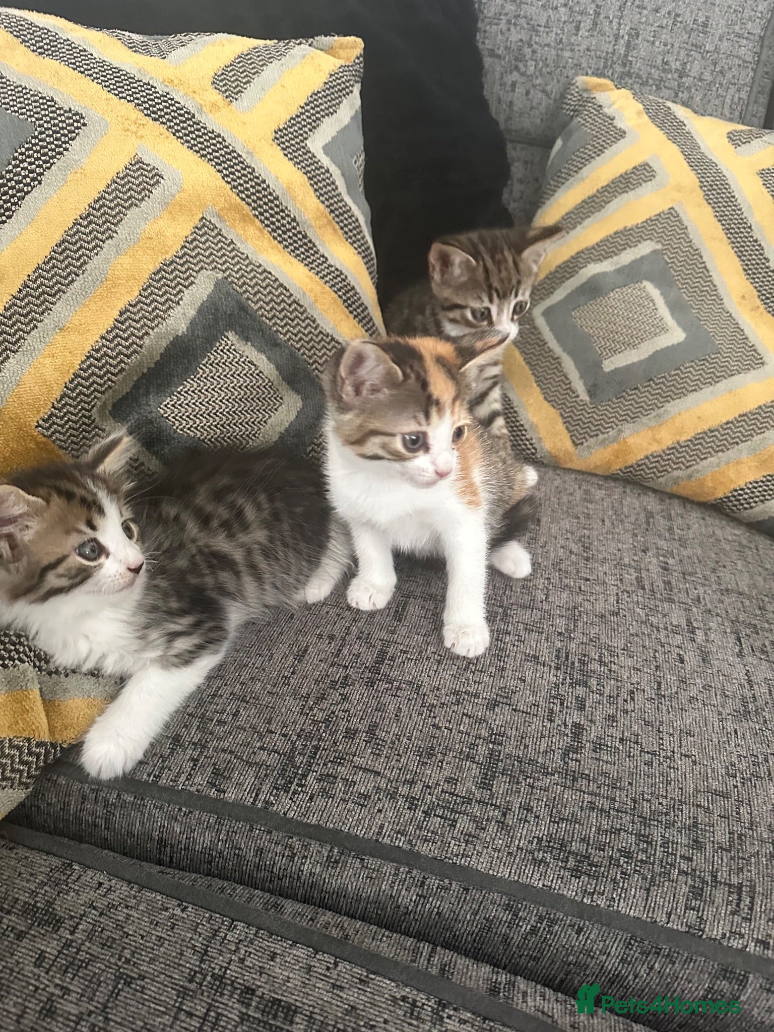 Mixed Breed cats Adorable kittens ready for new homes  - Advert 1