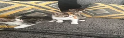 Mixed Breed cats for sale: Adorable kittens ready for new homes  - Advert 1