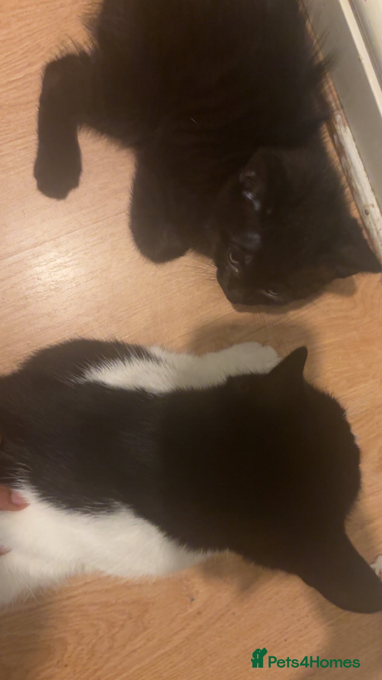 American Shorthair cats 8 weeks old black and white kitten - Advert 8