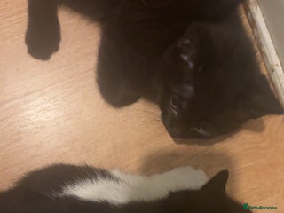 American Shorthair cats for sale - Advert 1