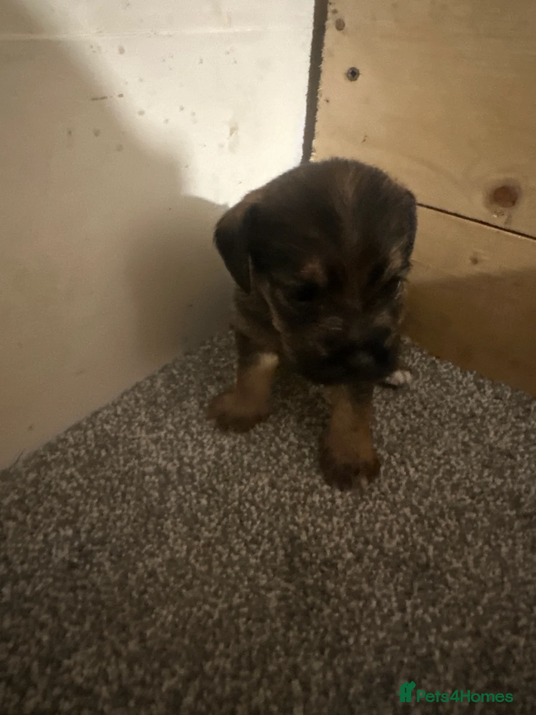 Mixed Breed dogs for sale:  BORDER TERRIER X BEDLINGTON TERRIER  - Advert 2
