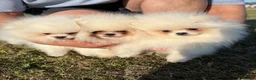 Pomeranian dogs for sale:     Luxury White Pomeranian Puppies  - Advert 22