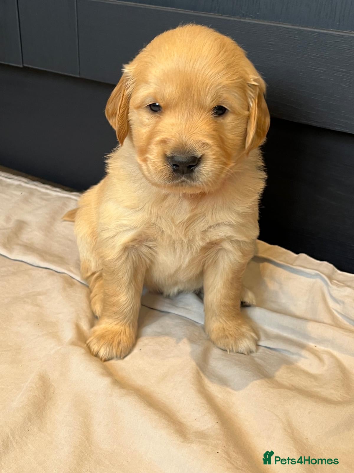 Golden Retriever dogs Kennel Club Health Tested Golden Retriever Puppies - Advert 3