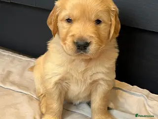 Golden Retriever dogs Kennel Club Health Tested Golden Retriever Puppies - Advert 3