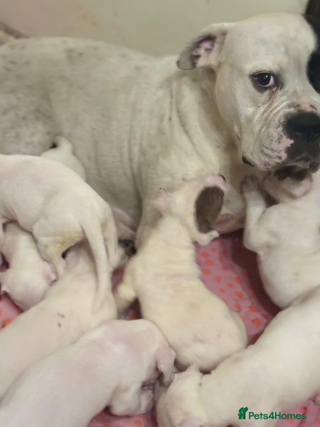 American Bulldog dogs for sale: American Bulldog - Image 17