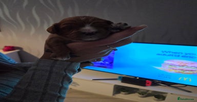Cavapoo dogs - Advert 9
