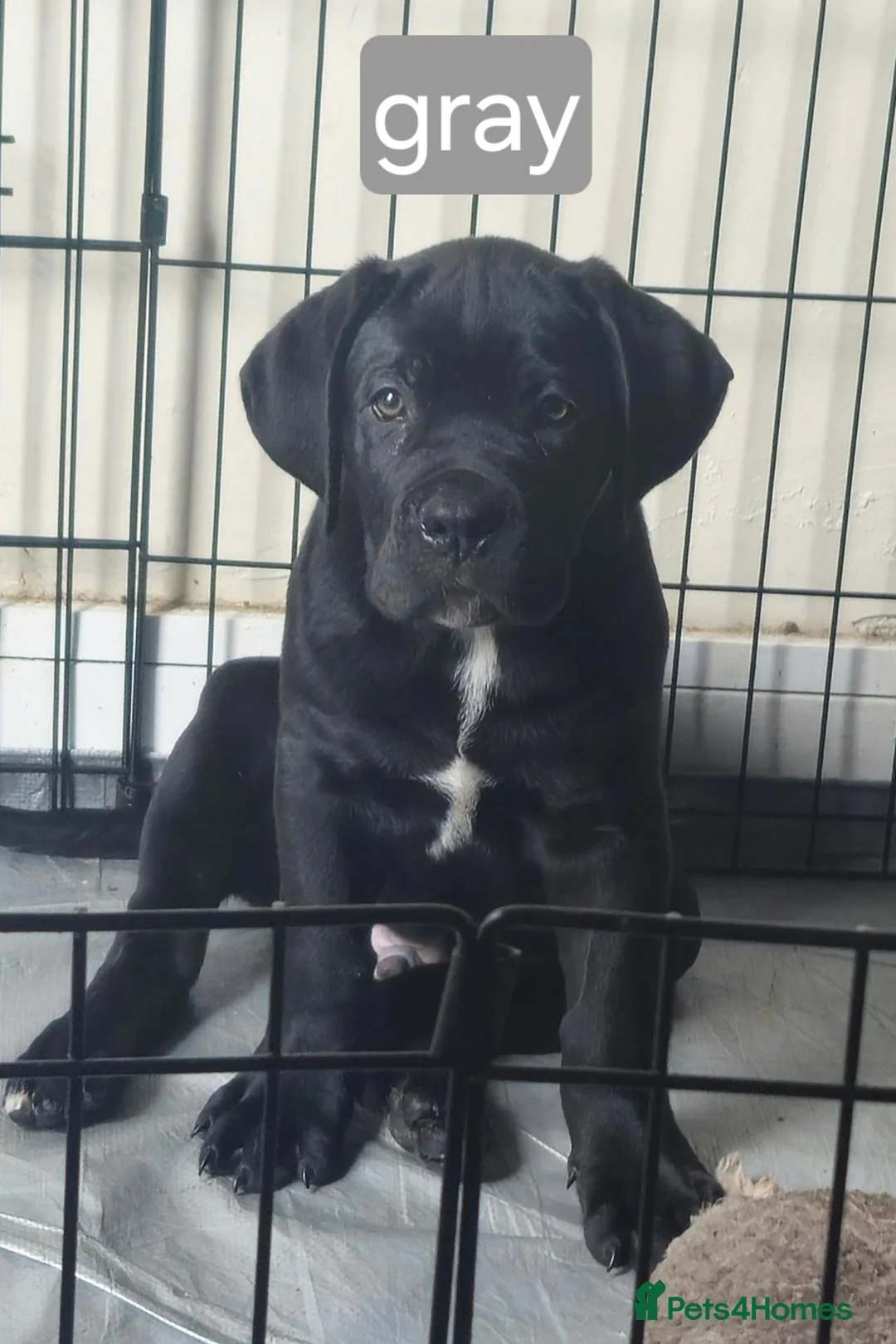 Cane Corso dogs for sale: *Ready to leave* Cane Corso puppys  - Advert 2