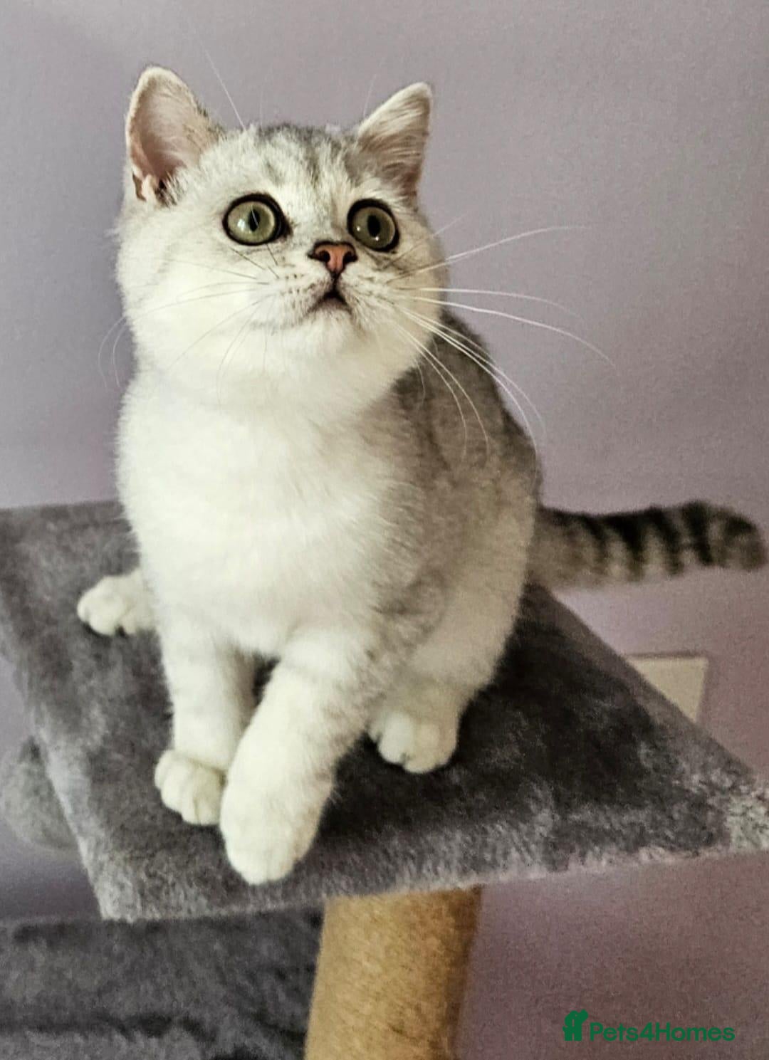 British Shorthair cats ✨️Stunning BSH Chocolate Tabby Girl & Silver Boy - Advert 1