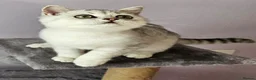 British Shorthair cats for sale: ✨️Stunning BSH Chocolate Tabby Girl & Silver Boy - Advert 11