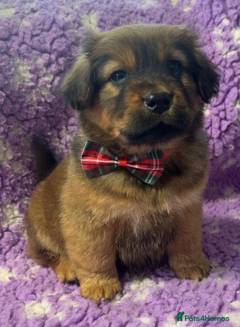 Mixed Breed dogs Gorgeous chow chow x cocker pups  - Advert 1