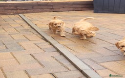 Labradoodle dogs for sale:  Apricot Doodle labradoodles - Image 34