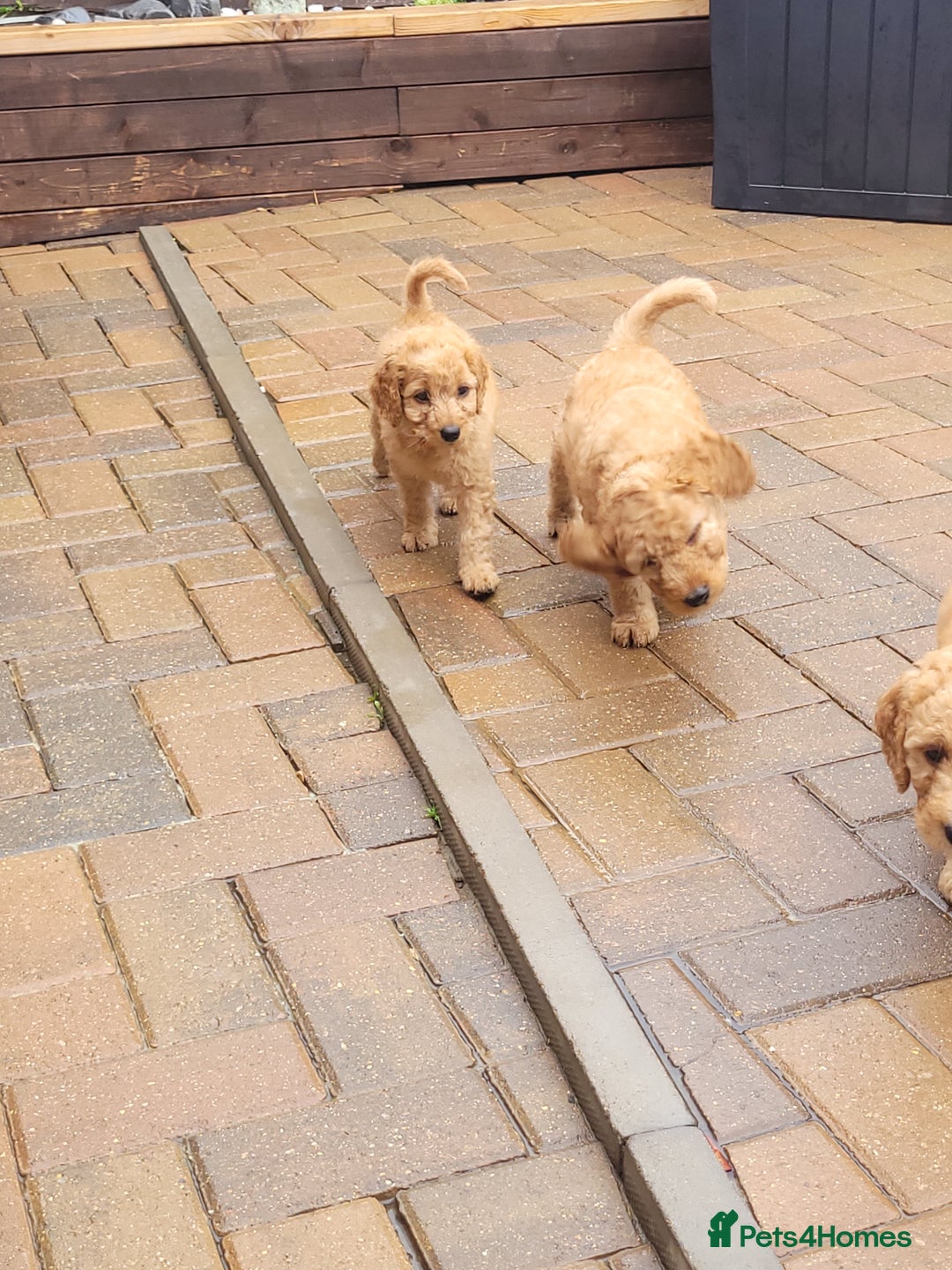 Labradoodle dogs for sale:  Apricot Doodle labradoodles - Image 34