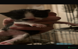 Domestic Shorthair cats for sale: Beautiful kittens - Image 5