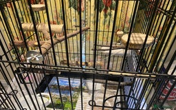 Lovebirds birds for sale: Rehoming Bonded Yellow Lovebirds with Full Setup - Image 5