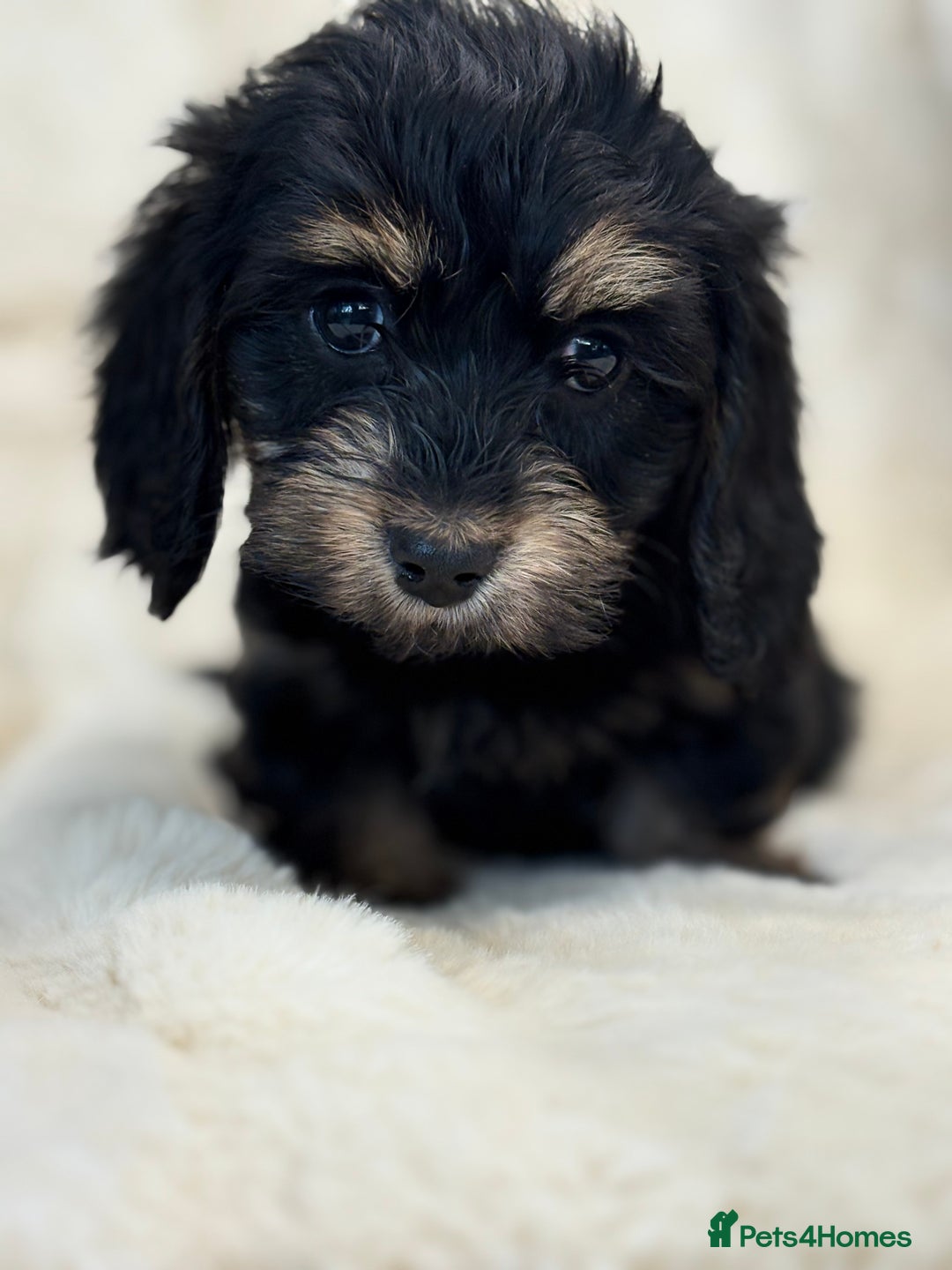 Mixed Breed dogs for sale: Gorgeous Daxi cross puppies  - Advert 22