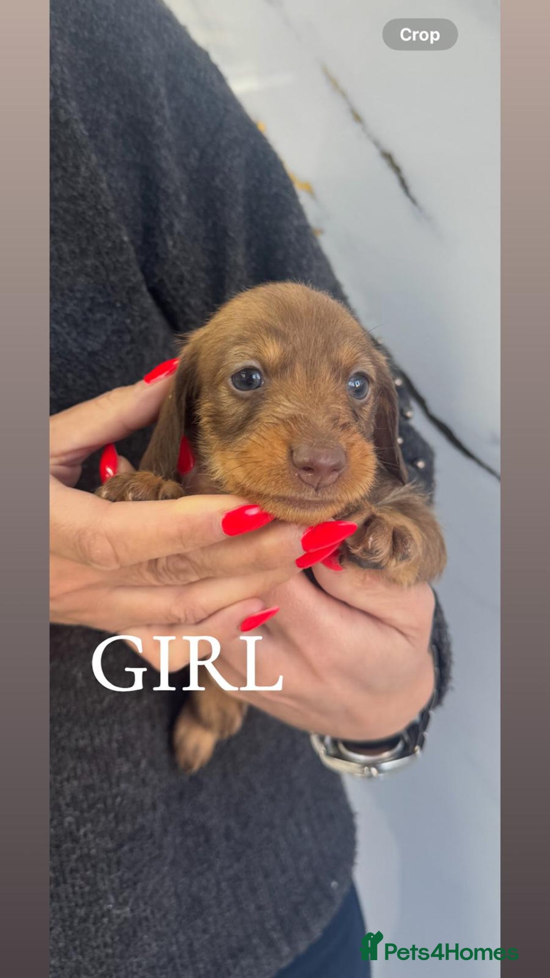 Miniature Dachshund dogs for sale: miniature dachshund - Advert 6