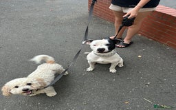 Staffordshire Bull Terrier dogs for sale: Staffie for sale - Image 1