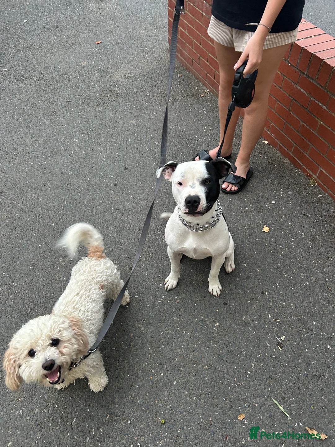 Staffordshire Bull Terrier dogs for sale: Staffie for sale - Image 1