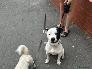 Staffordshire Bull Terrier dogs - Advert 5