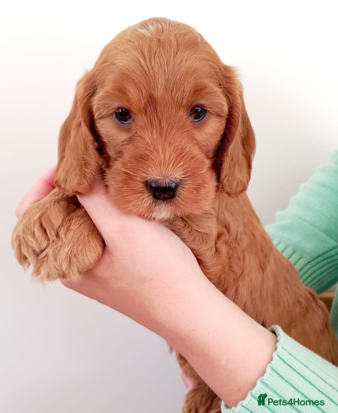 Cockapoo dogs for sale: Stunning F1 Red Miniature - Health Tested Parents - Image 21
