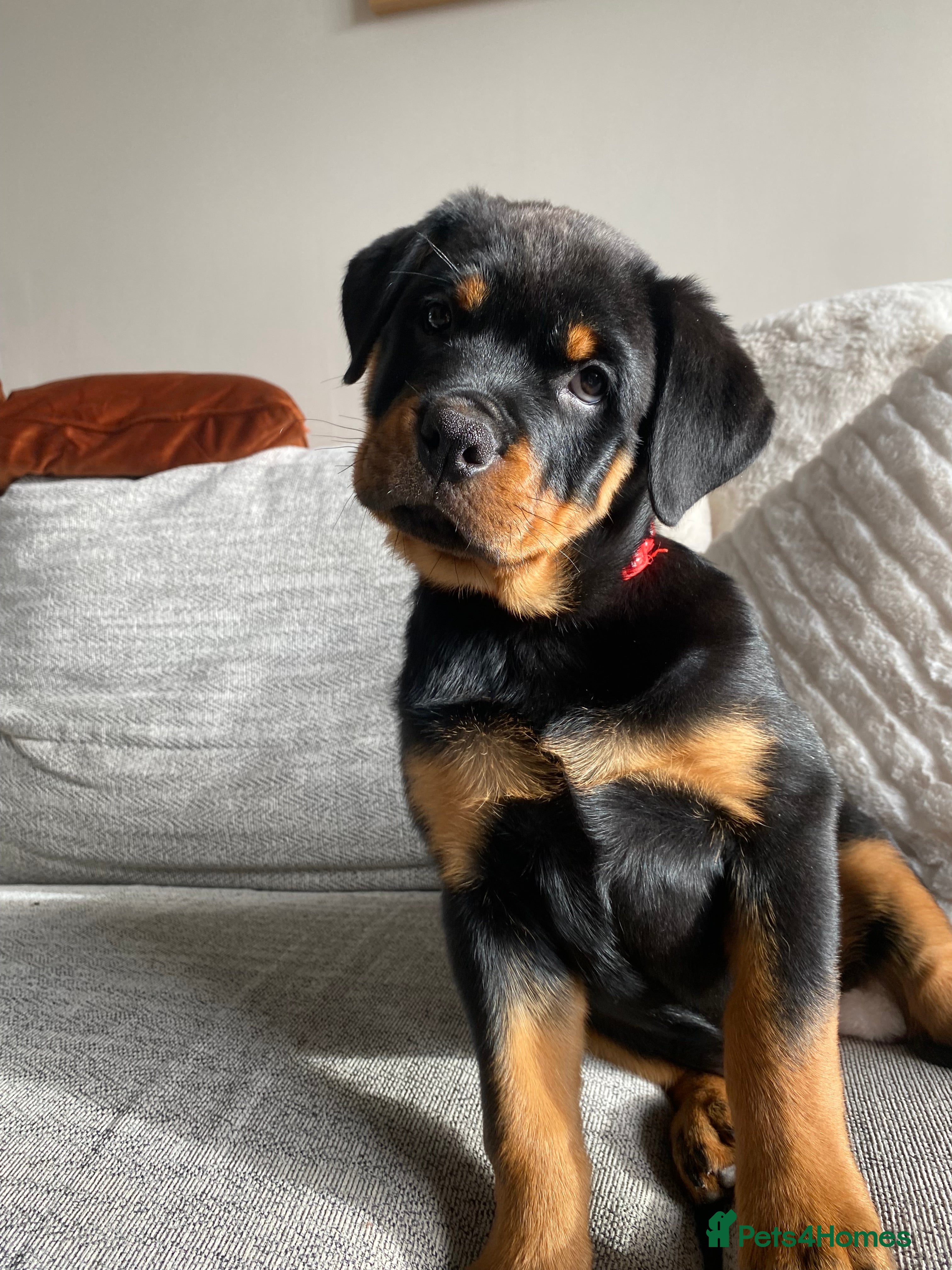 Rottweiler dogs KC Rottweiler puppies ready now fully vaccinated  - Advert 3
